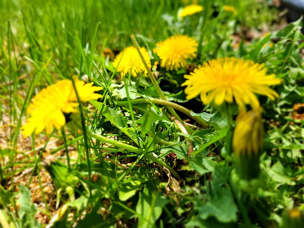 How To Get Rid of Dandelions in Lawn