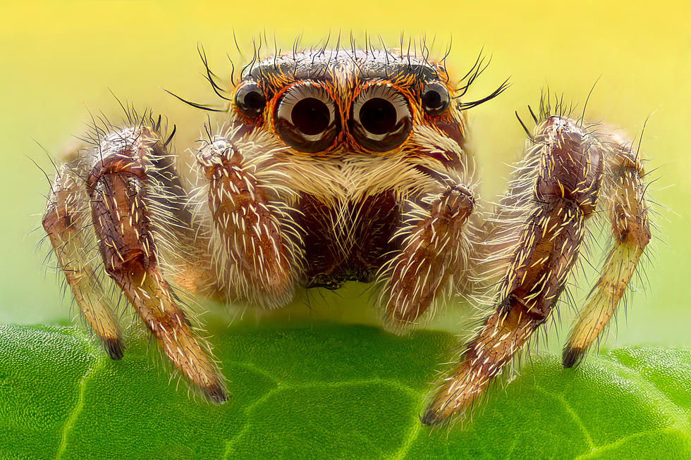 8 Most Common and Scary Spiders in South Dakota