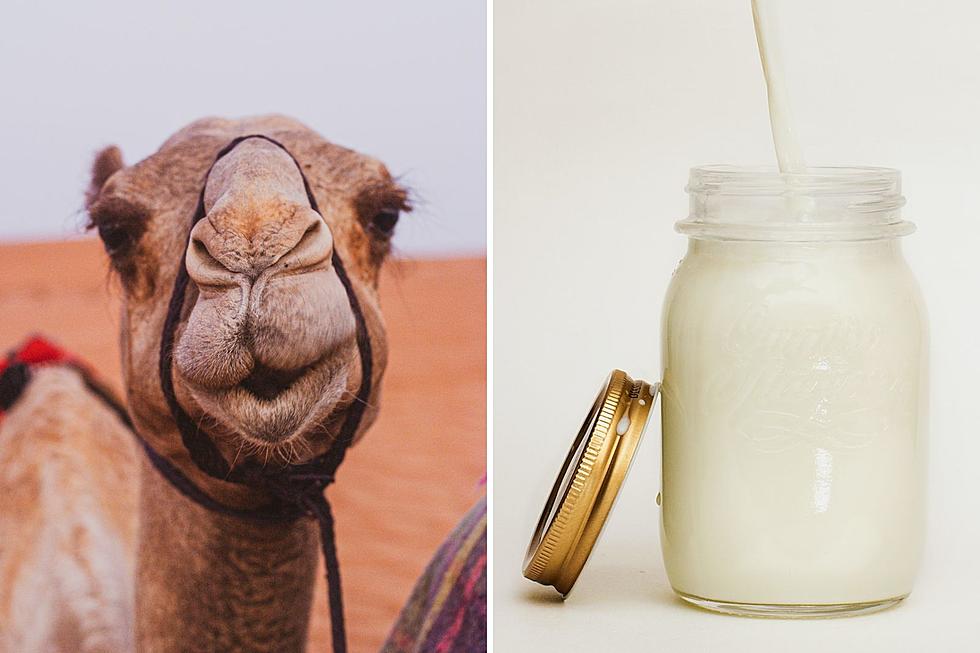 Minnesota considering a New Dairy That Produces Camel Milk