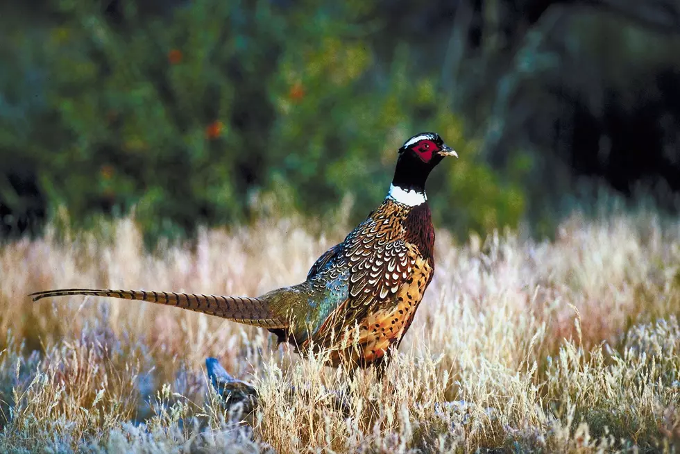South Dakota Rolls Out the Orange Carpet for Pheasant Hunters