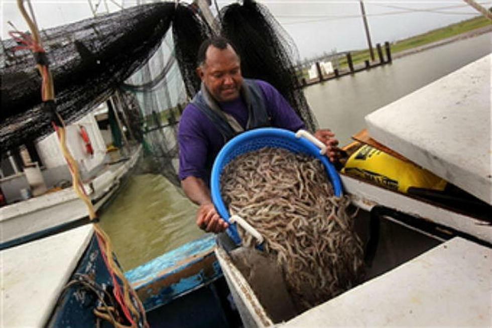Shrimp Season Starts January 22 but Catch Limits are Way Down