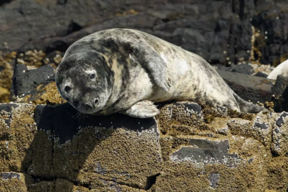 Camera Streaming Gray Seal Video On Maine Island