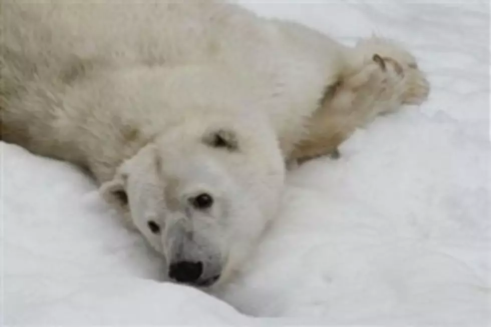 Polar Bear Population 25,000 Strong + Growing