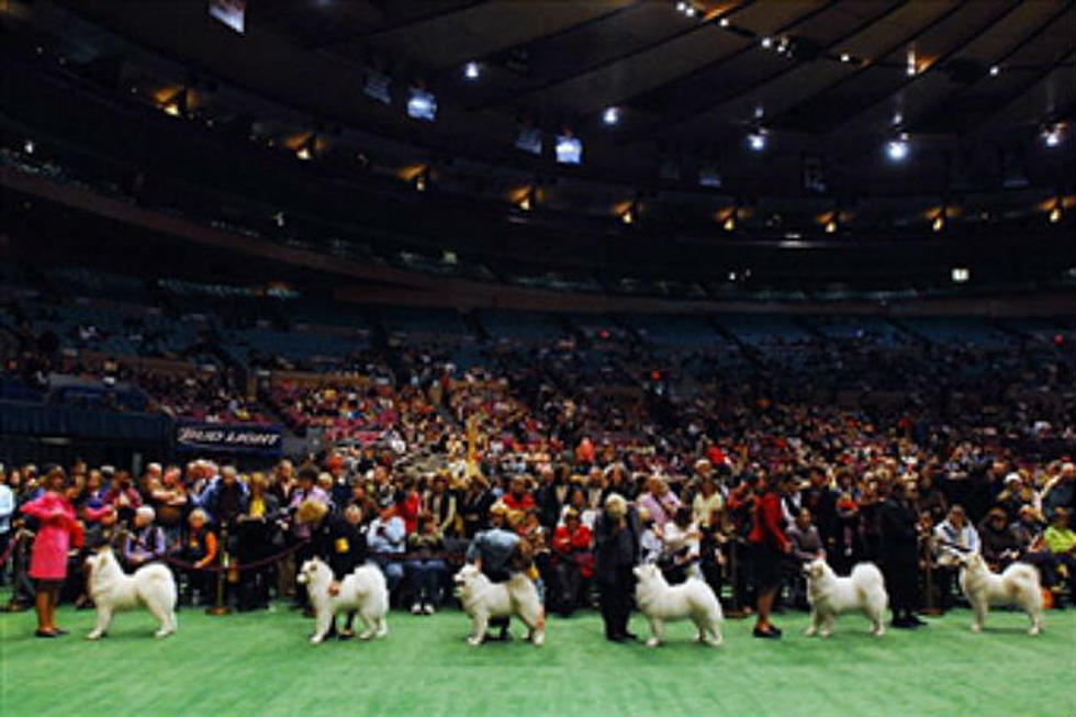 Owner and Trainer Beleive Westminster Dog Show Dog, Poisoned