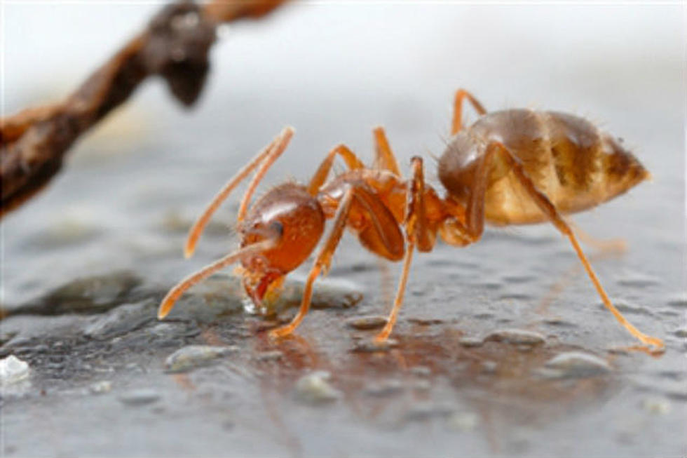 Crazy Ants are Invading Southern States; Causing Damage to Electronics and Home Electrical Wiring
