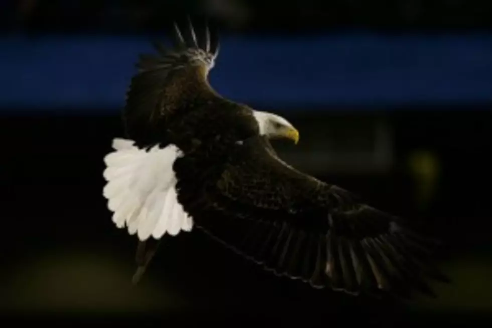Watch Video Of Eagle Flying Through The French Alps