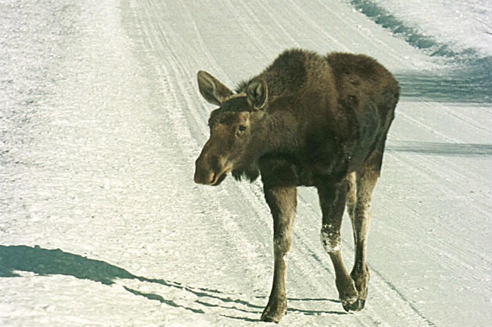 Moose In Augusta Tranquilized And Moved To Woods