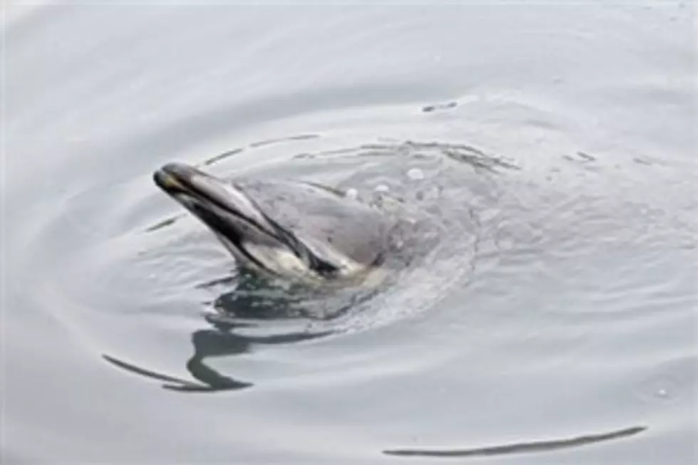 Dolphin May be Getting High on Puffer Fish