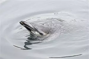 Dolphin Dies on Beach in Kittery