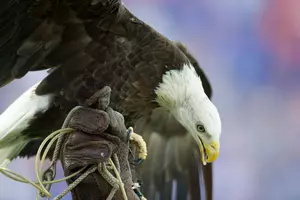 Injured Bald Eagle Rescued