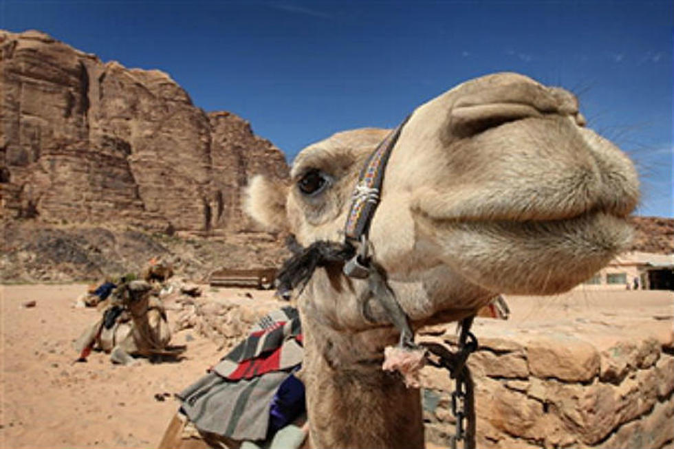 The U.S. Army and the Great Camel Experiment