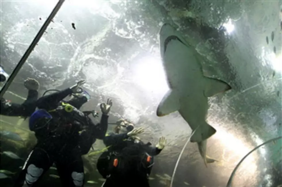 An Aquarium In Maine Lets You Play With Sharks
