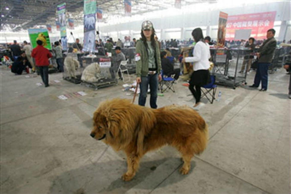 Tibetan Mastiff Sells for $2 Million