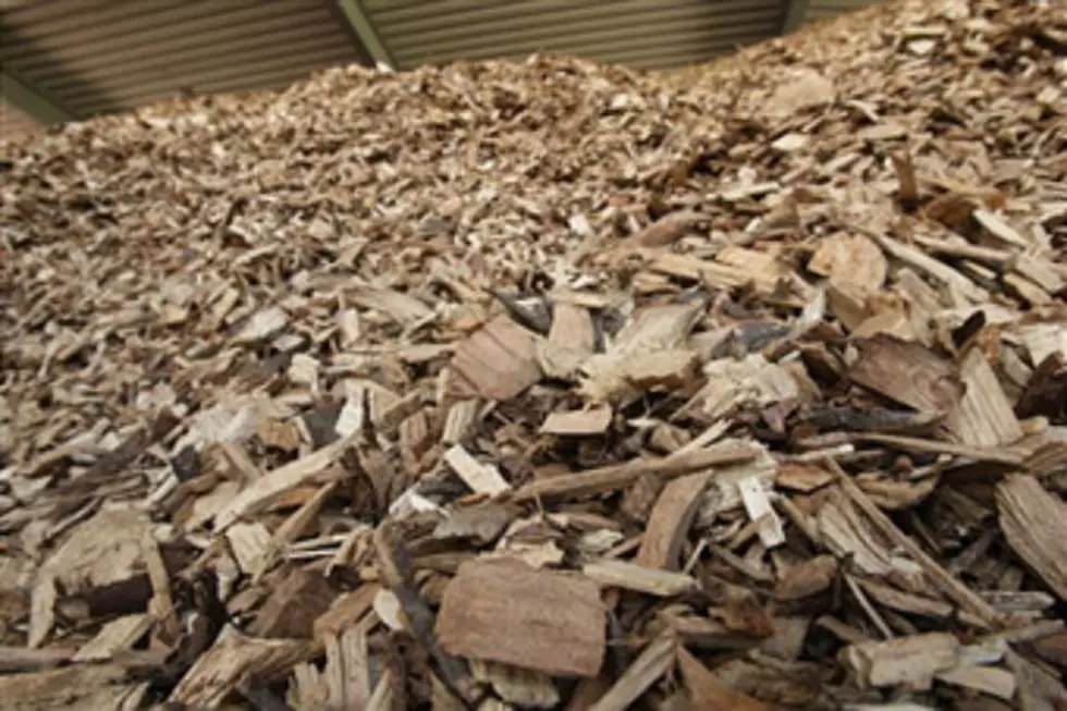 Scientist Says Wood Chips Can Be Converted into Food