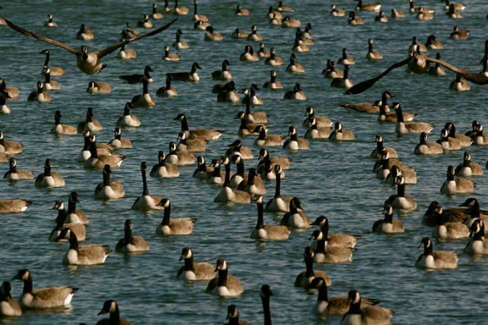 Question Of The Day: Do You Agree With The Oakland Geese Being Euthanized?