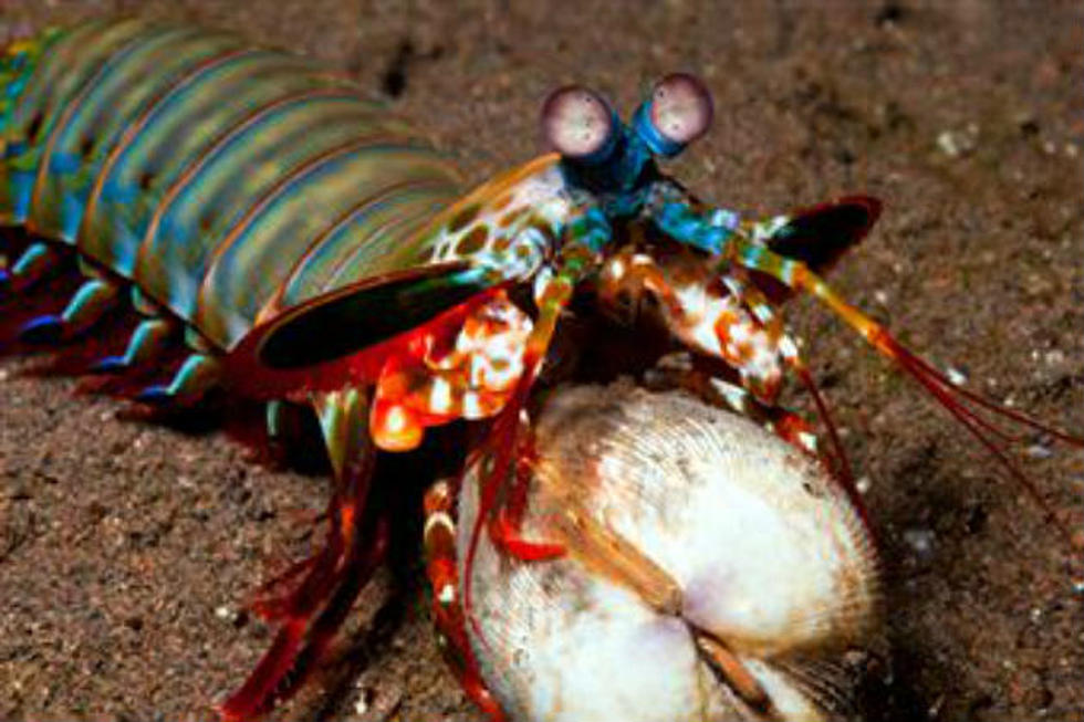 Giant Shrimp Caught of the Coast of Florida