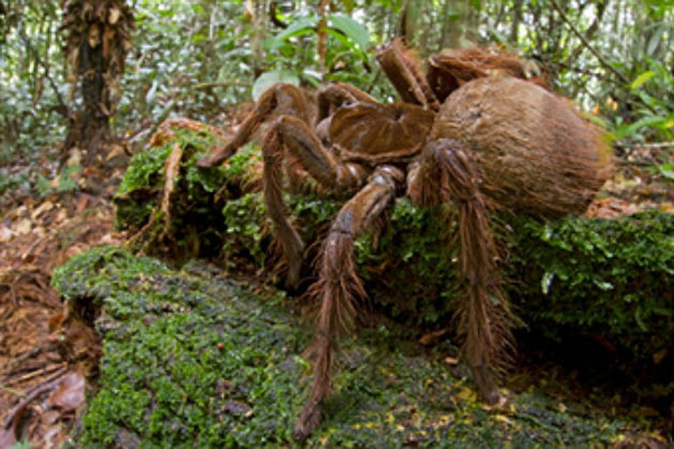 Puppy Size Spider Found in Rainforest