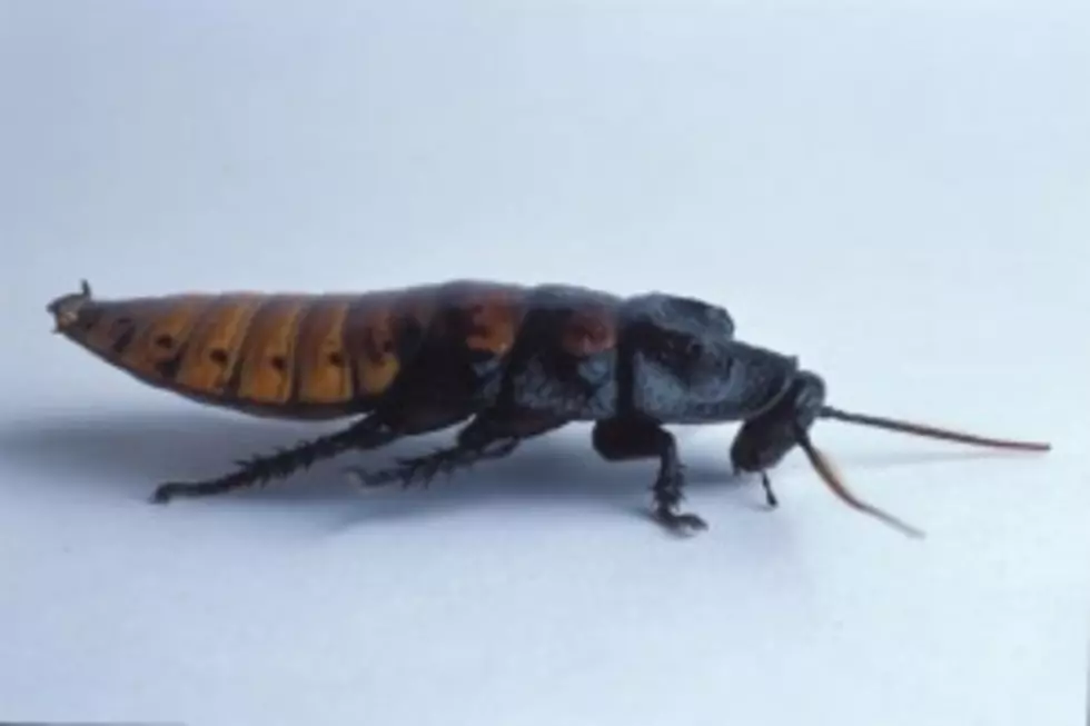 Give a Hissing Cockroach for Valentine&#8217;s Day