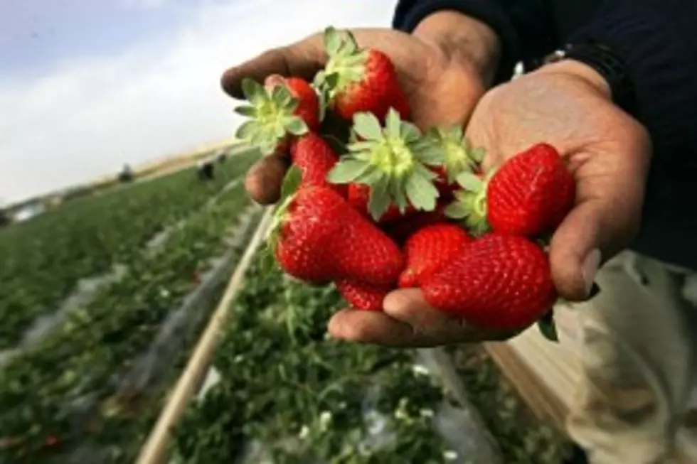 6 Maine Pick Your Own Strawberry Farms You Need To Visit