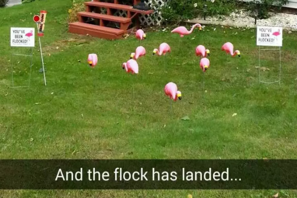 Get The Buzz On How You Can Flock Your Neighbors With Flamingos