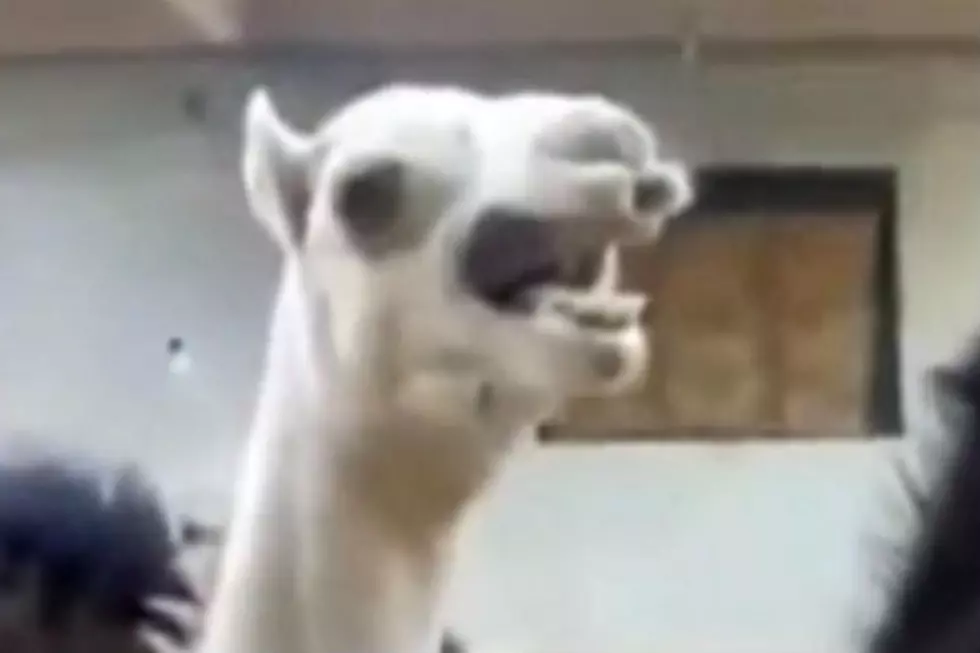 Friday Funnies: A Camel Laughs Like Peter Griffin [VIDEO]