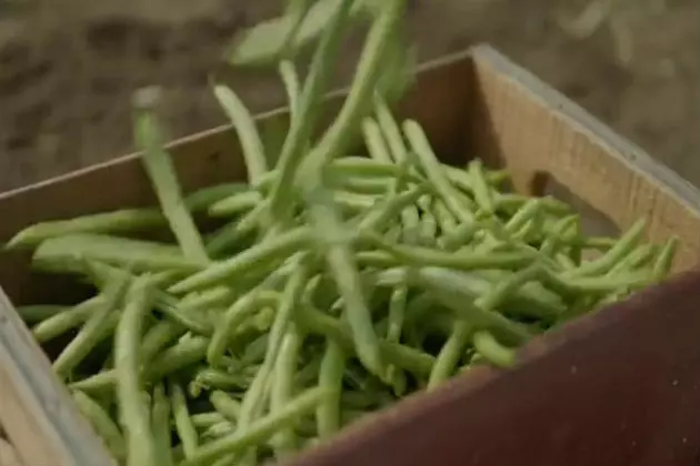 Mainers Love Their Green Bean Casserole