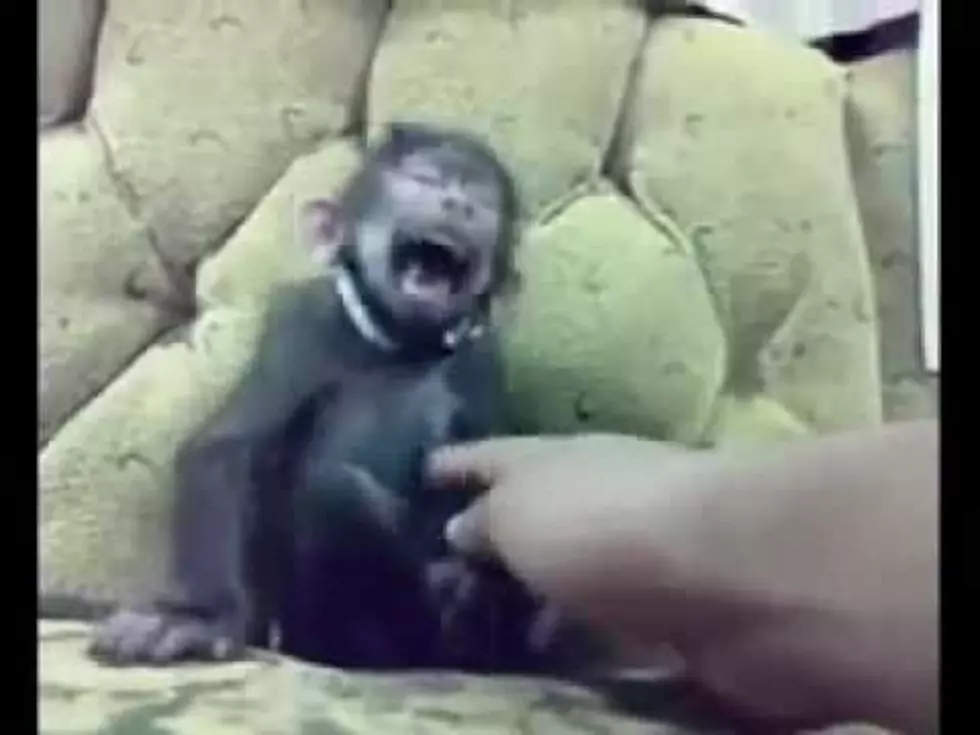 Monkey Laughs Like a Child
