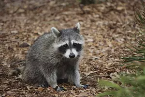 Zombie Raccoons Spotted in Ohio