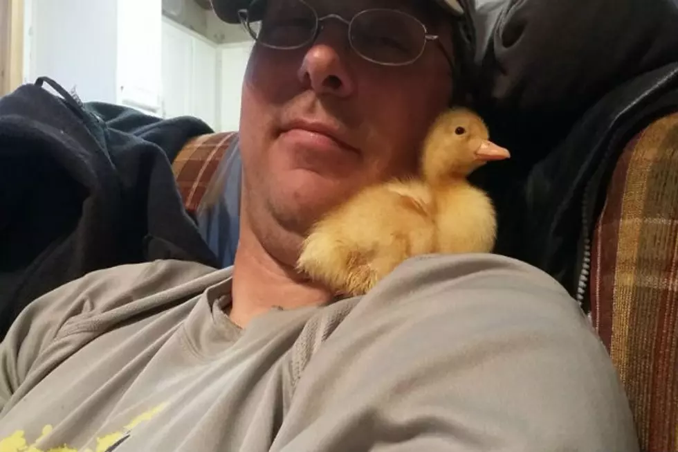 Sarah Got Ducks!  Now What?