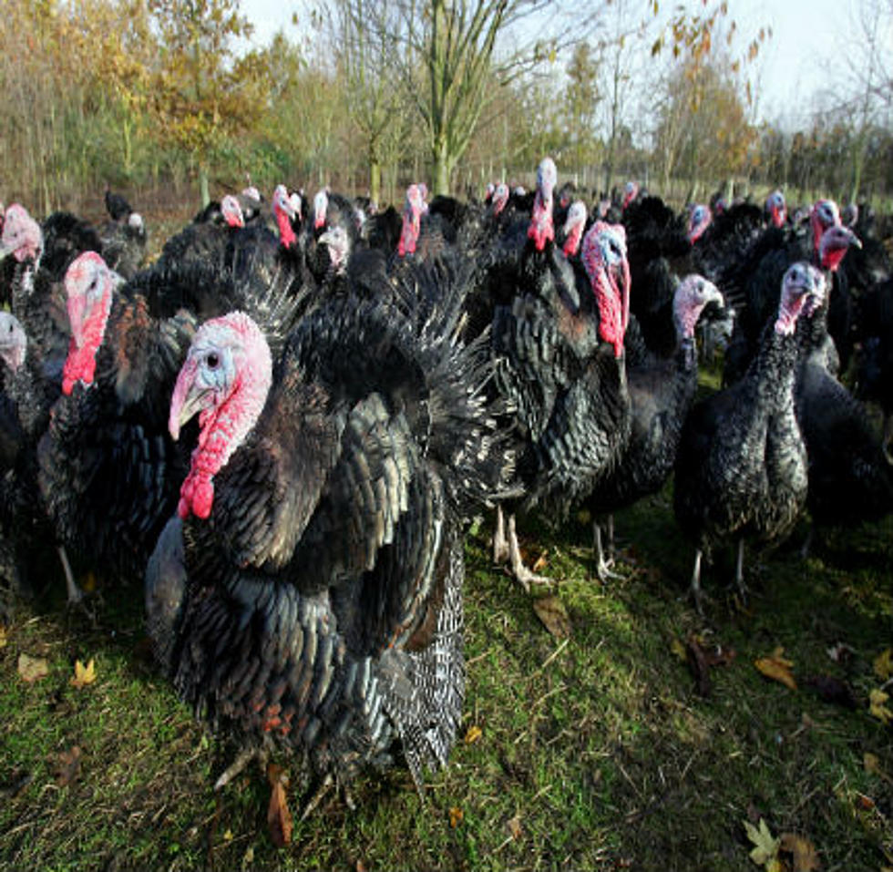 Maine Turkey Hunting Season Starts Today