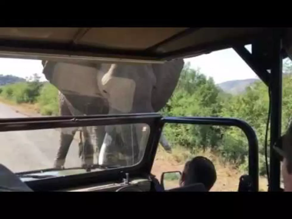 The Terminator Was Almost Terminated By An Elephant During African Safari [VIDEO]