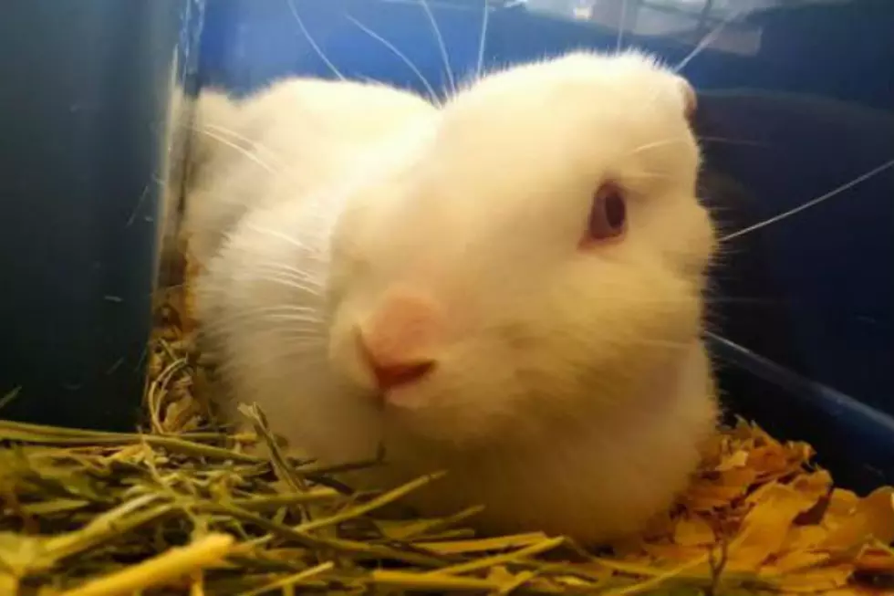 Easter Bunny At Kennebec Valley Humane Society Looking For Home In Time For Christmas