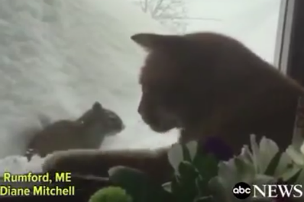 Maine Cat Desperately Wants To Unite With His Squirrel Friend