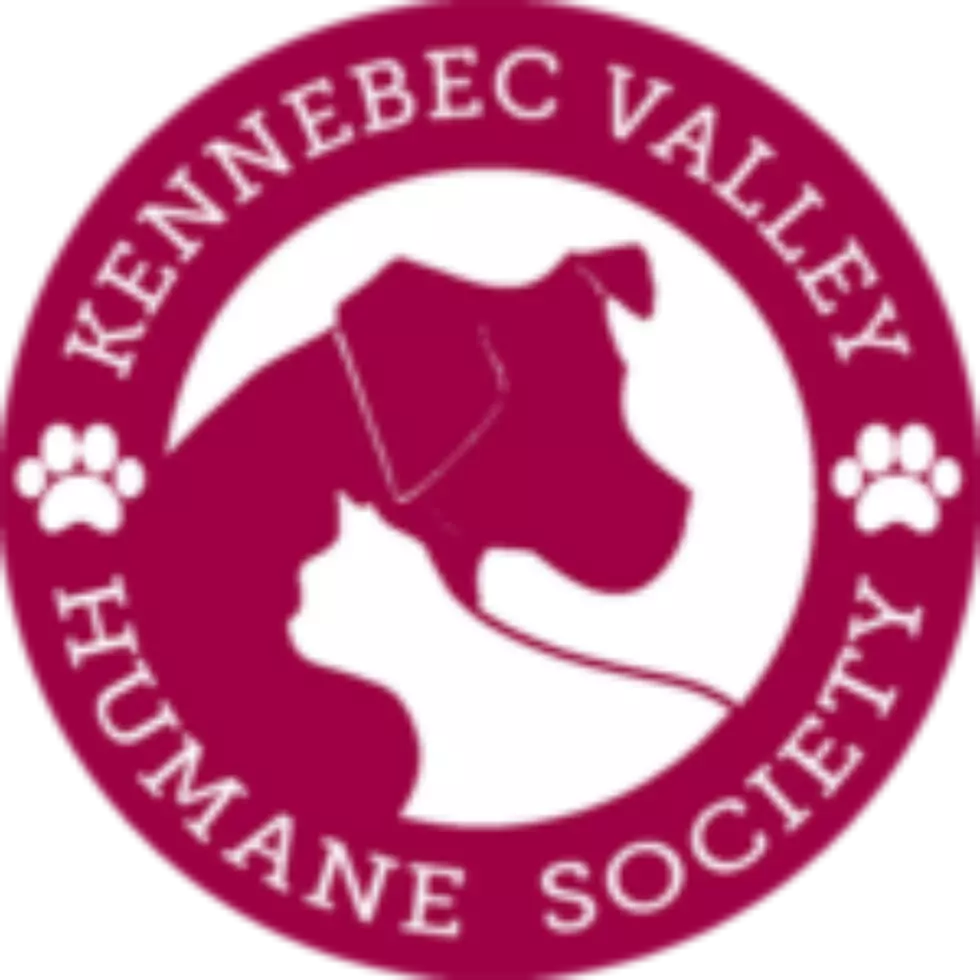 KVHS: Ace the Dog Needs a Home, Check Out this Video
