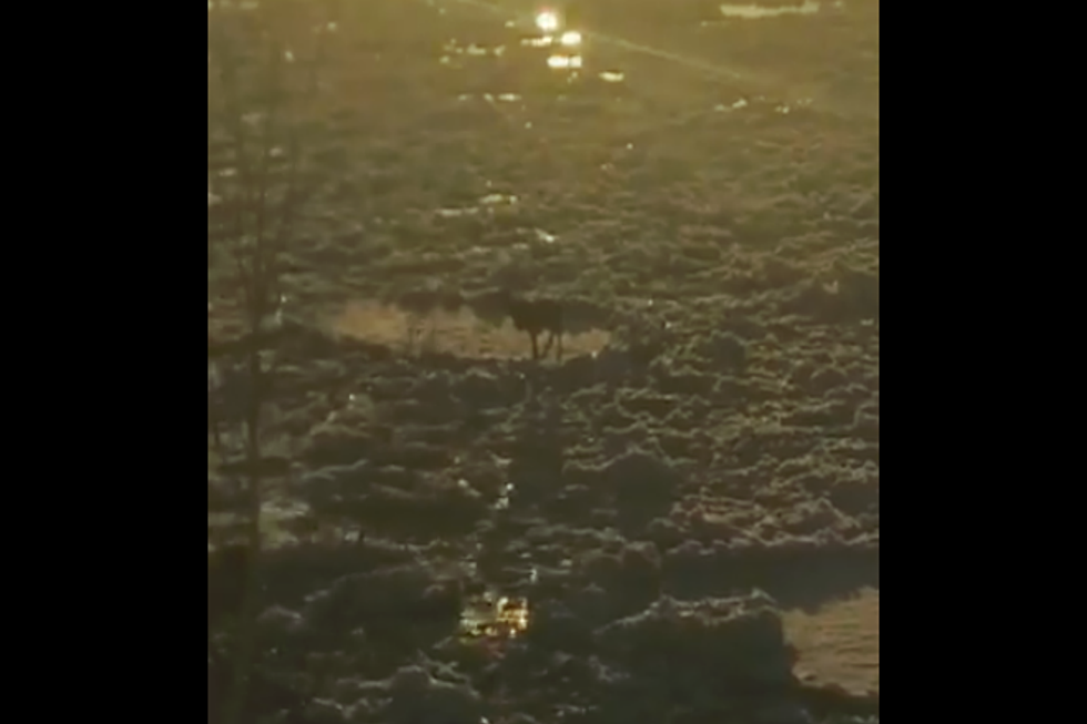 Maine Deer Floating Down The Allagash On A Piece Of Ice