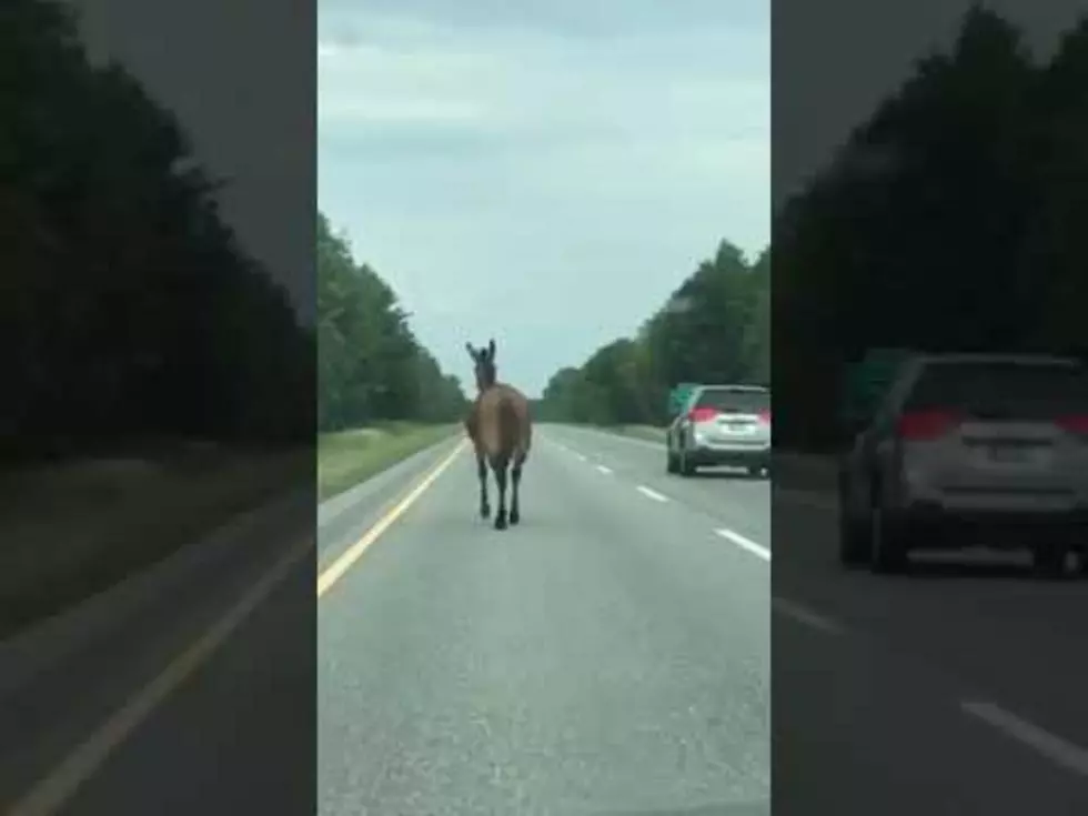 Mule Runs Down Maine’s I-95