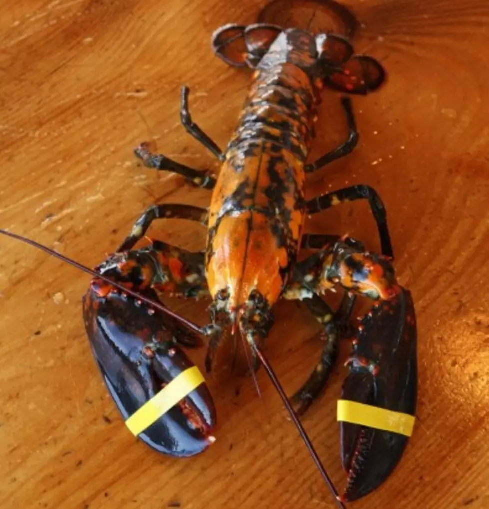  Rare Calico Lobster Caught Off Maine Coast