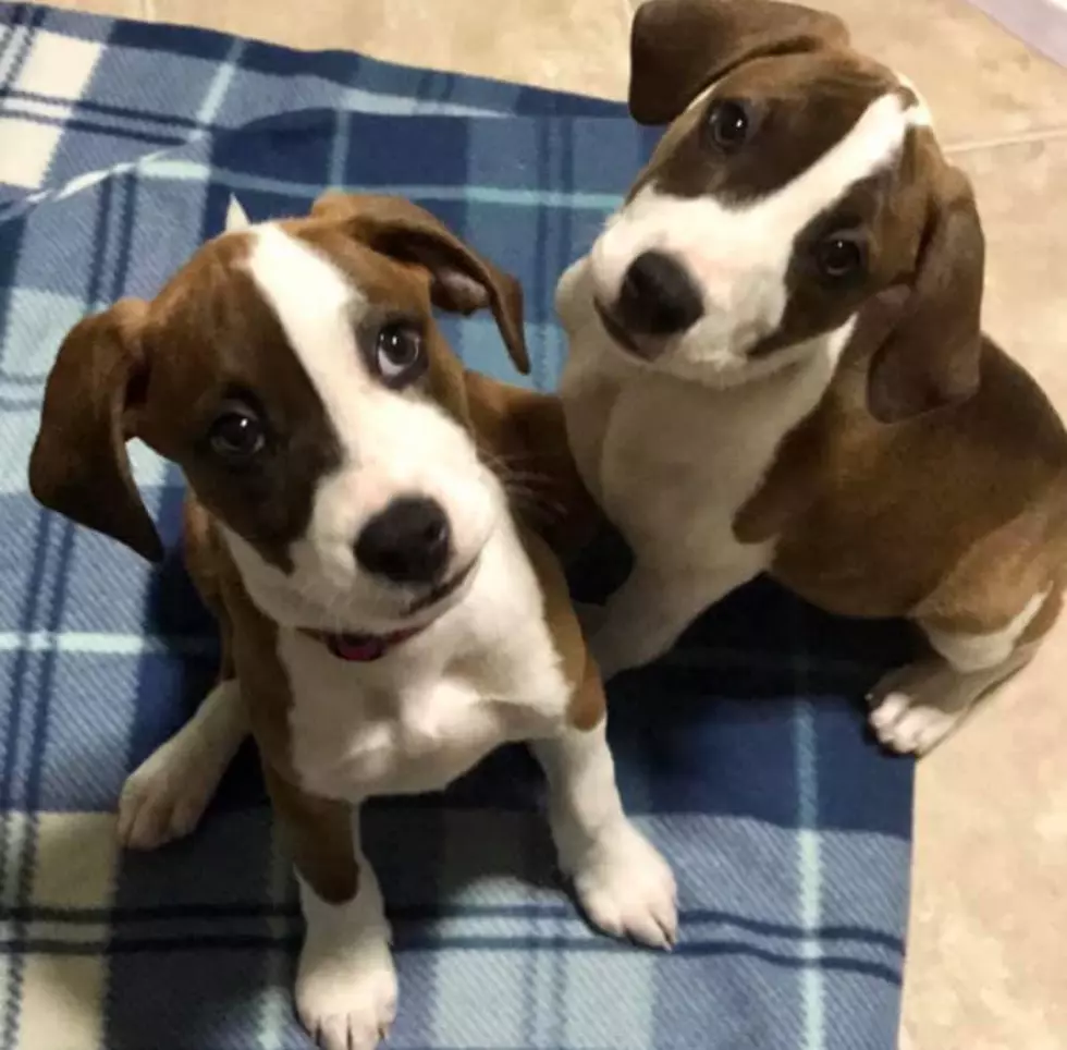 These Puppies Need Your Help