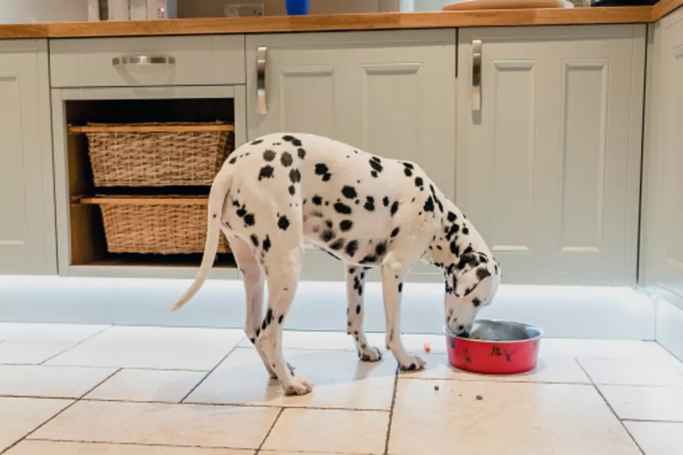 Darwin’s Natural Pet Dog Food Recalled Due To Salmonella 