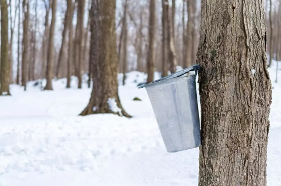 How To Make Your Own Maple Syrup