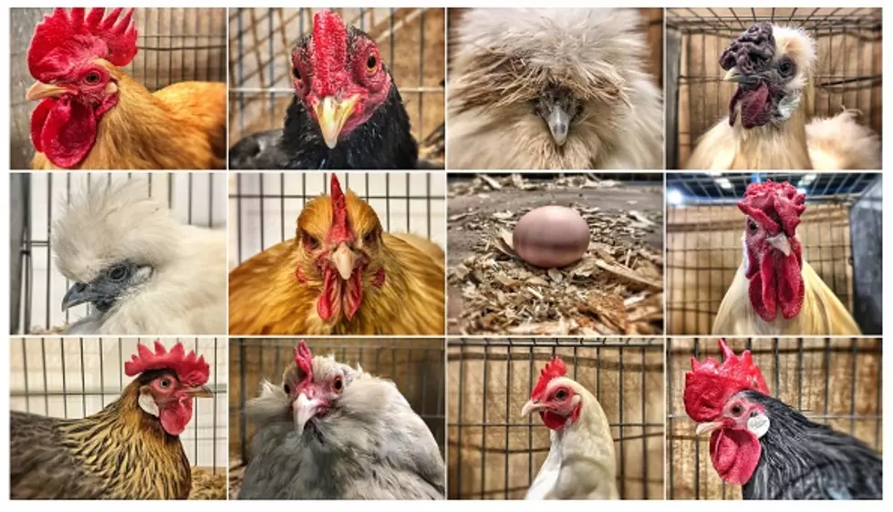 Salmonella Outbreak In Maine Due To Live Chickens