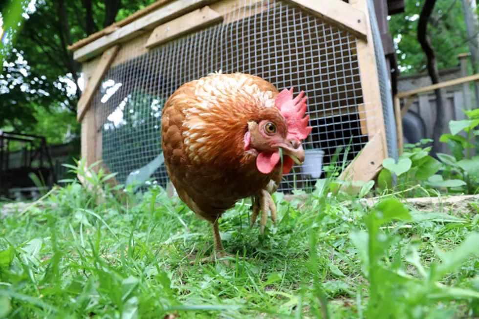 Maine Salmonella Infections Linked To Backyard Poultry