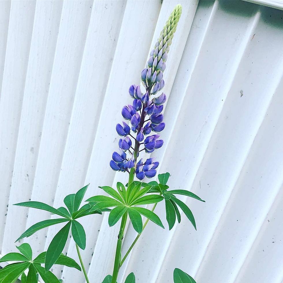 The Story Of Maine’s : Lupine Lady