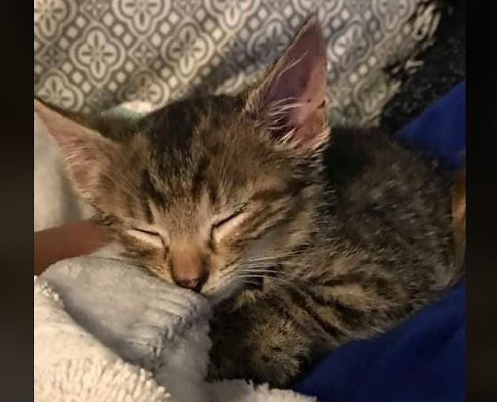 Maine Police Rescue Curious Kitten