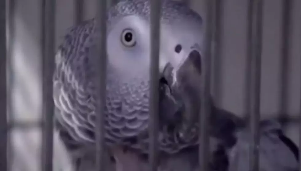 Five Parrots Removed From Wildlife Park For Swearing At Guests