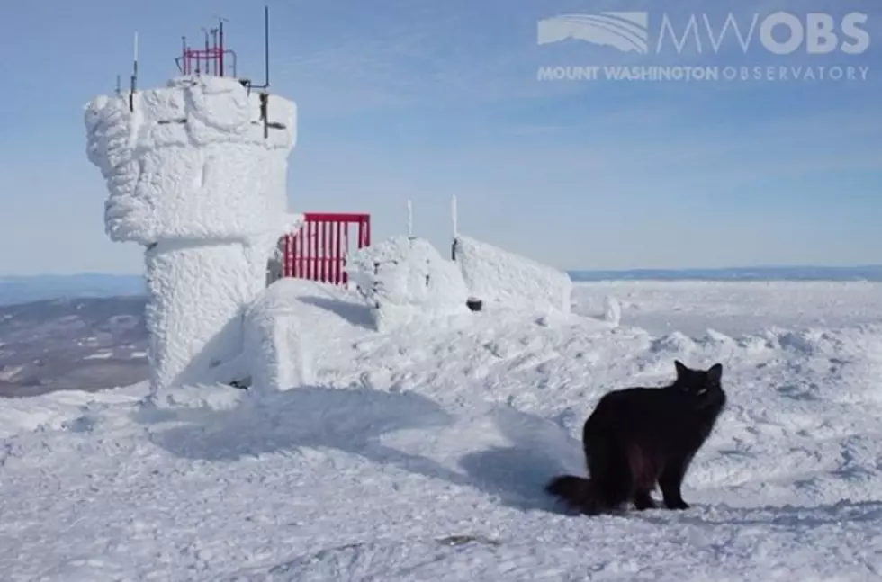 Remembering Mt Washington Mascot "Marty The Cat" 