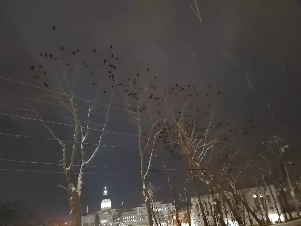 Crows, Crows, Everywhere There&#8217;s Crows