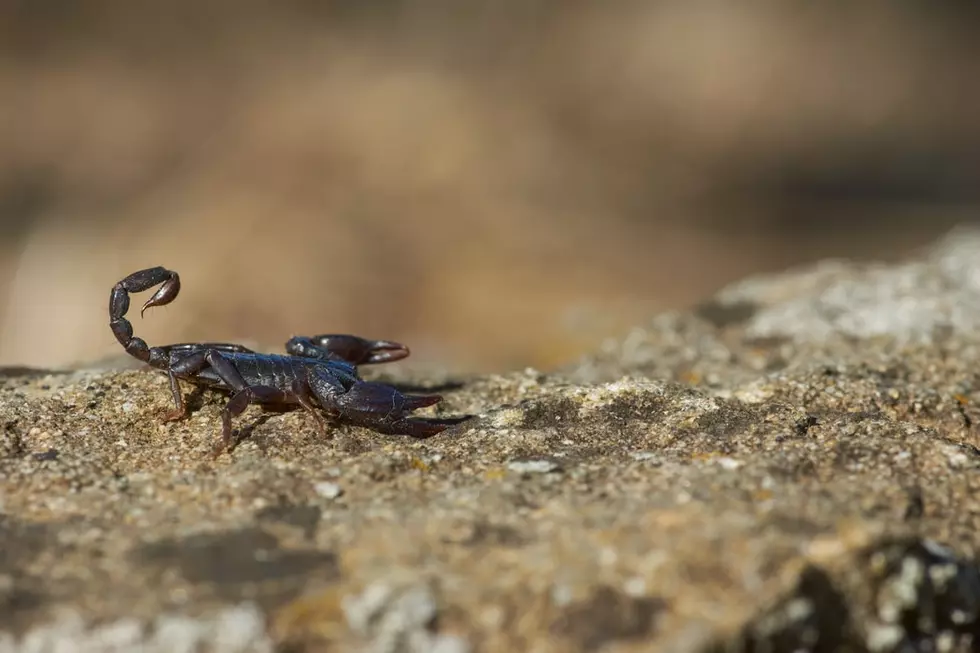 Scorpions Living In Maine?  Yes!  Here&#8217;s Where You Can Find Them