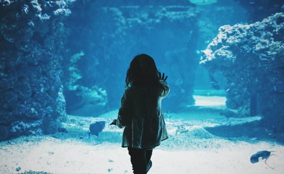 Adventure Awaits &#8211; Living Shores Aquarium Sets Re-Opening Date