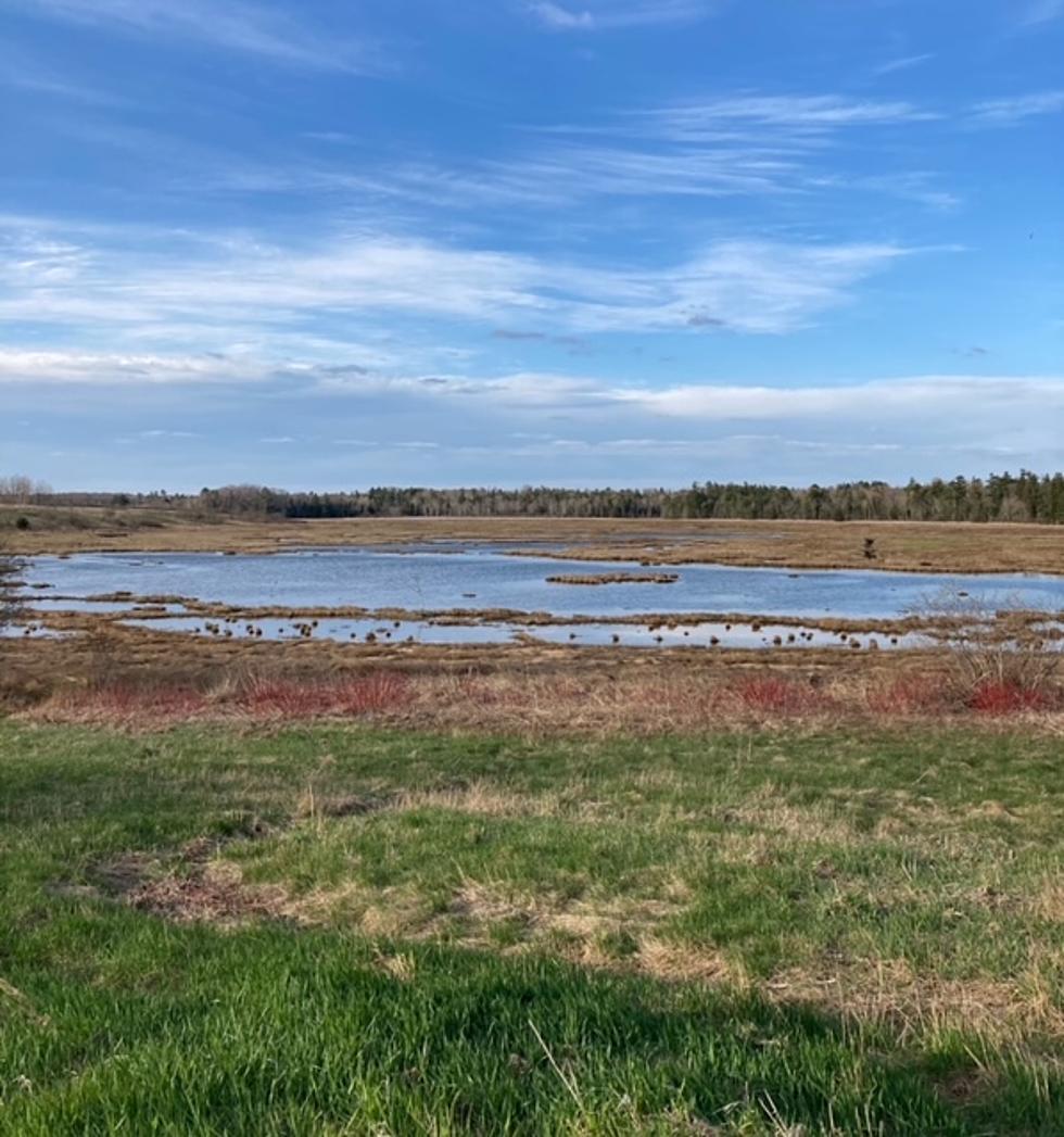 Bird Lovers - Check Out Weskeag Marsh In South Thomaston